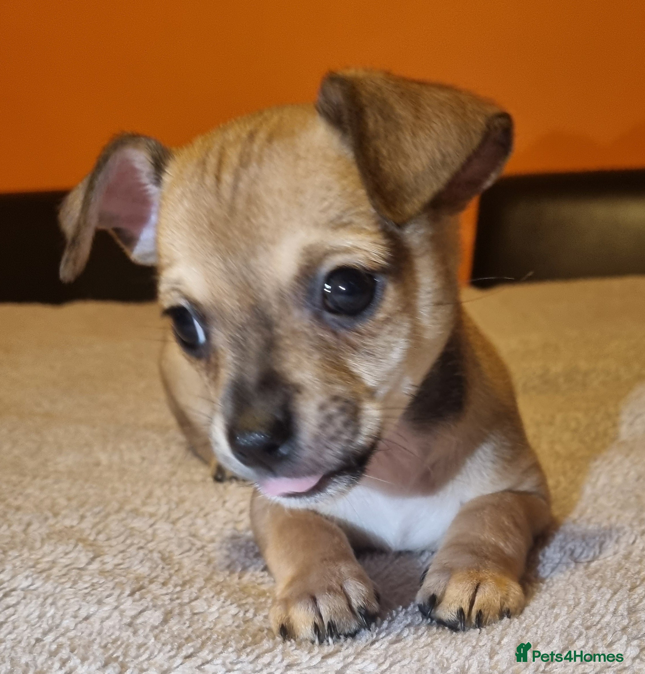 Chihuahua dogs Last Chihuahua puppy available 🐶❤️ - Advert 5