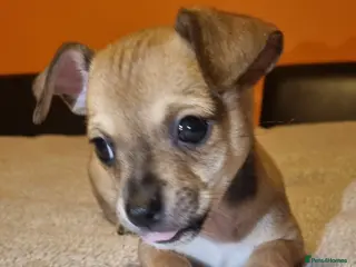 Chihuahua dogs Last Chihuahua puppy available 🐶❤️ - Advert 5