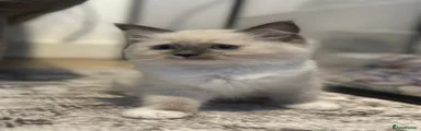 Ragdoll Kitten 4