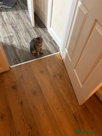 Maine Coon cats Kittens for sale - Advert 15