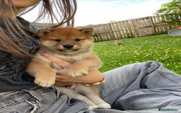 Japanese Shiba Inu dogs for sale: Quality KC Shiba Inu Puppies - Image 9
