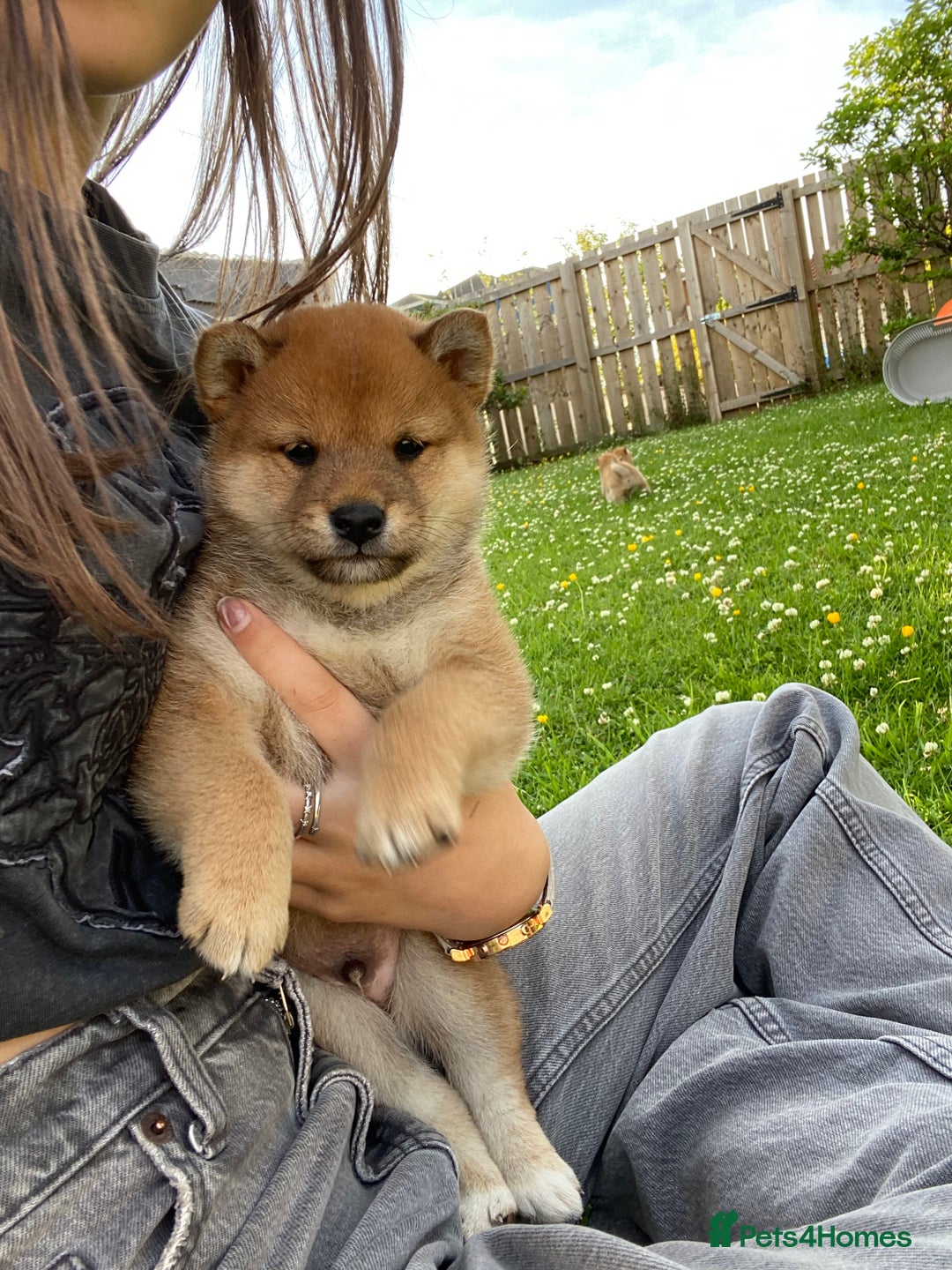 Japanese Shiba Inu dogs for sale: Quality KC Shiba Inu Puppies - Image 9