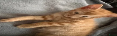 Mixed Breed 1