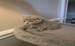 British Shorthair cats for sale: 3 British Blue / Scottish Fold kittens - Image 5