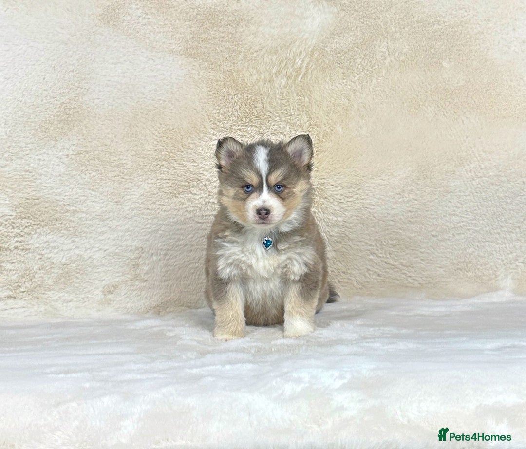 Pomsky dogs for sale: Stunning blue eyes F3 Pomsky puppies for sale  - Image 11