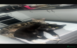 British Longhair cats for sale: Mam dad and kitten - Image 2