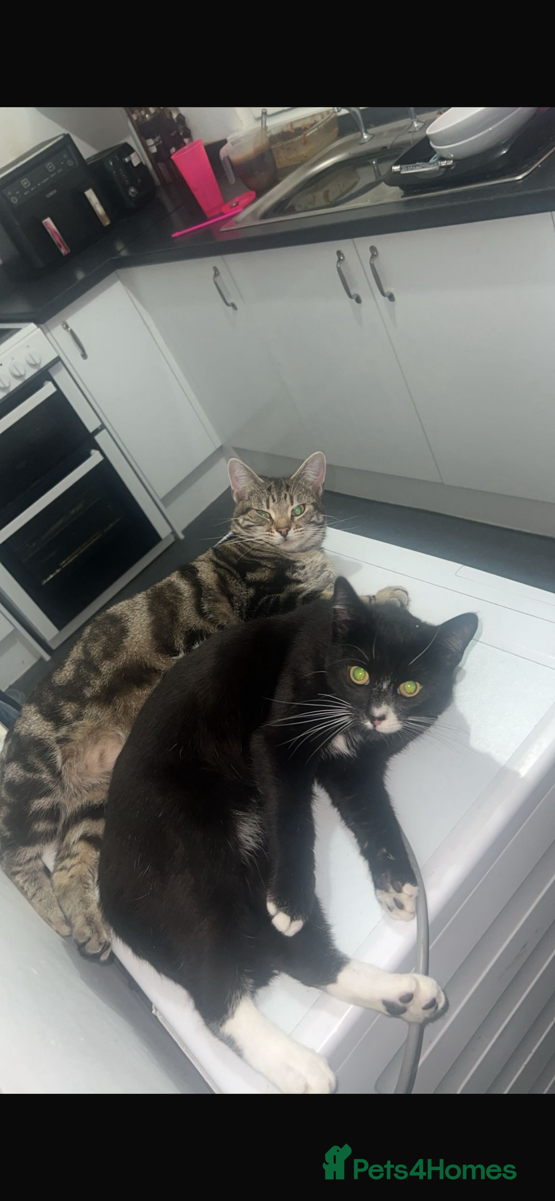 British Longhair cats for sale: Mam dad and kitten - Image 2