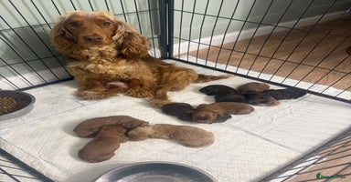 Cockapoo dogs cockapoo puppies ready now  - Advert 6