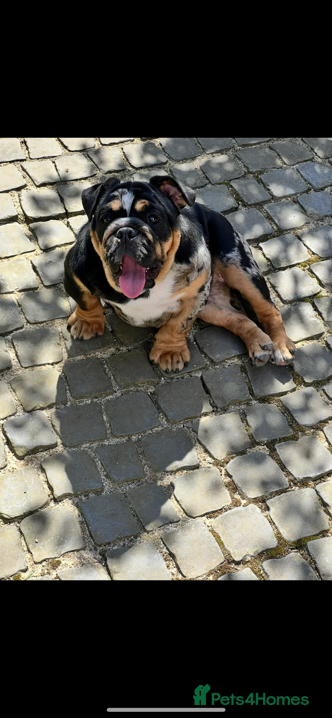 English Bulldog dogs for sale:  English Bulldogs for sale £1000 each  - Advert 5