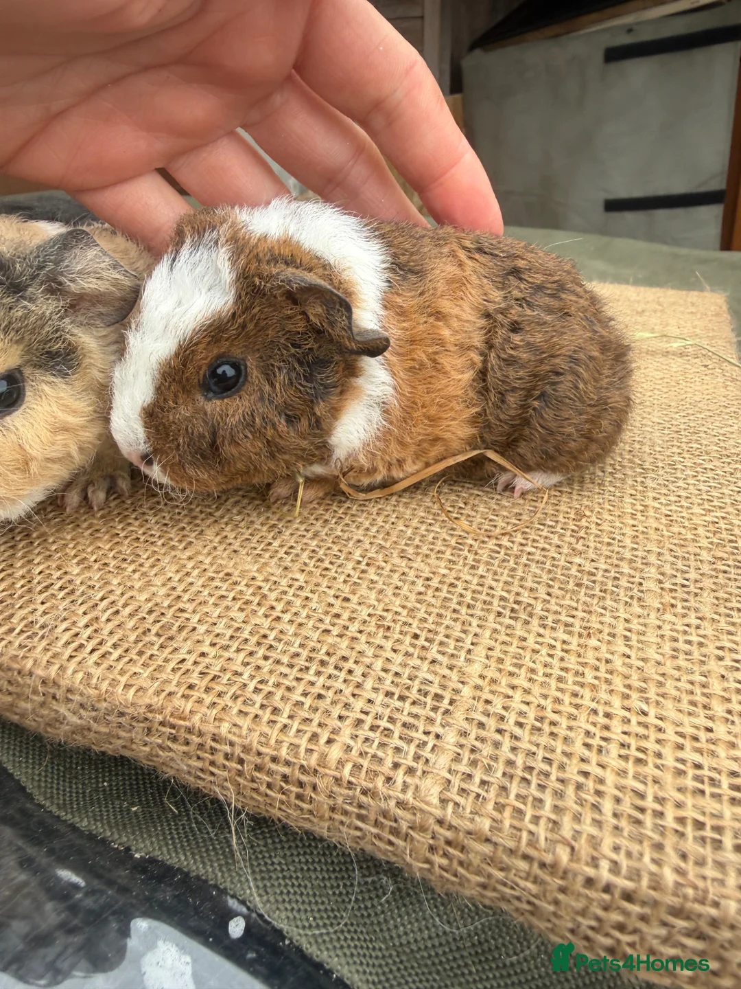 Guinea Pig rodents for sale: Teddy boars  in Preston - Advert 1