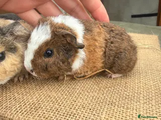 Guinea Pig rodents Teddy boars - Advert 2