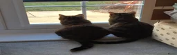 Mixed Breed cats for sale: Bengal mix sisters  in Harrogate - Advert 14