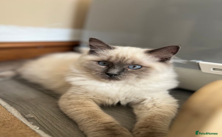 Ragdoll cats - Advert 1