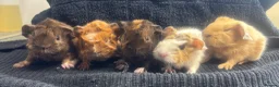 Guinea Pig rodents for sale: Lots of girls looking  - Advert 19