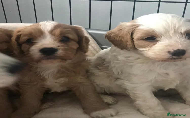 Cavapoo dogs - Advert 15
