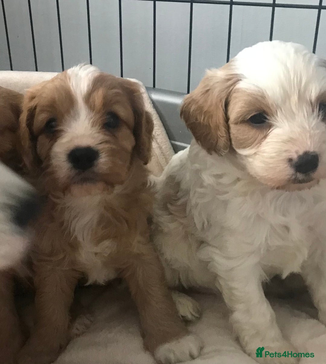 Cavapoo dogs for sale: 🐶🐩ADORABLE MINIATURE CAVAPOOS🐩🐶 - Image 6