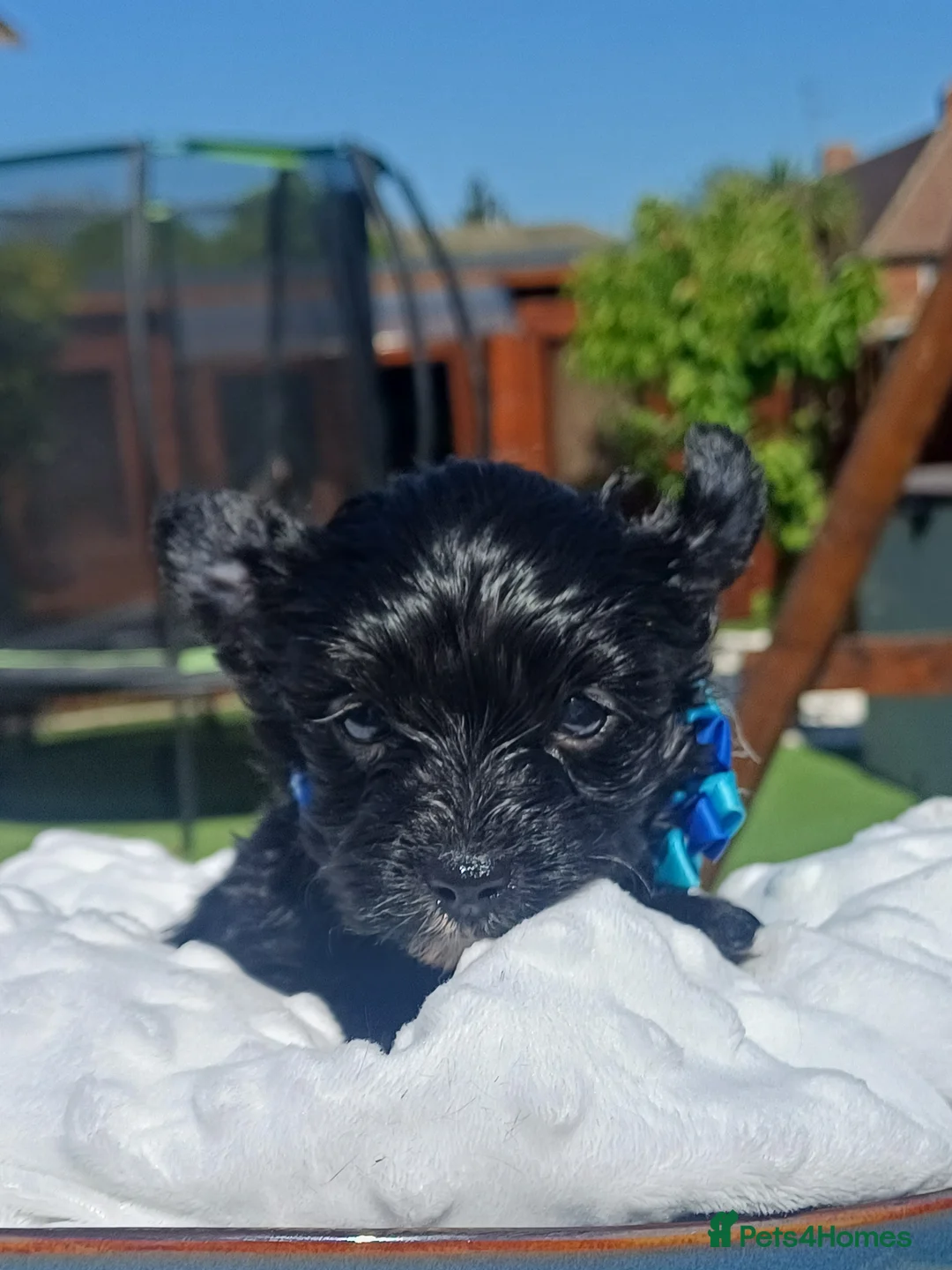 Yorkshire Terrier dogs for sale: Beautiful Rare Black Mini Yorkshire Terrier  - Advert 2