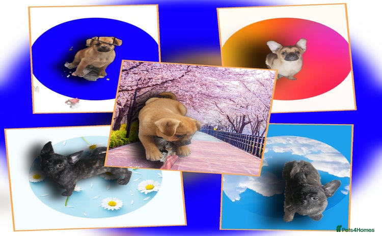 French Bulldog dogs ❤️⭐️  Adorable Frenchie poms ❤️⭐️ - Advert 13