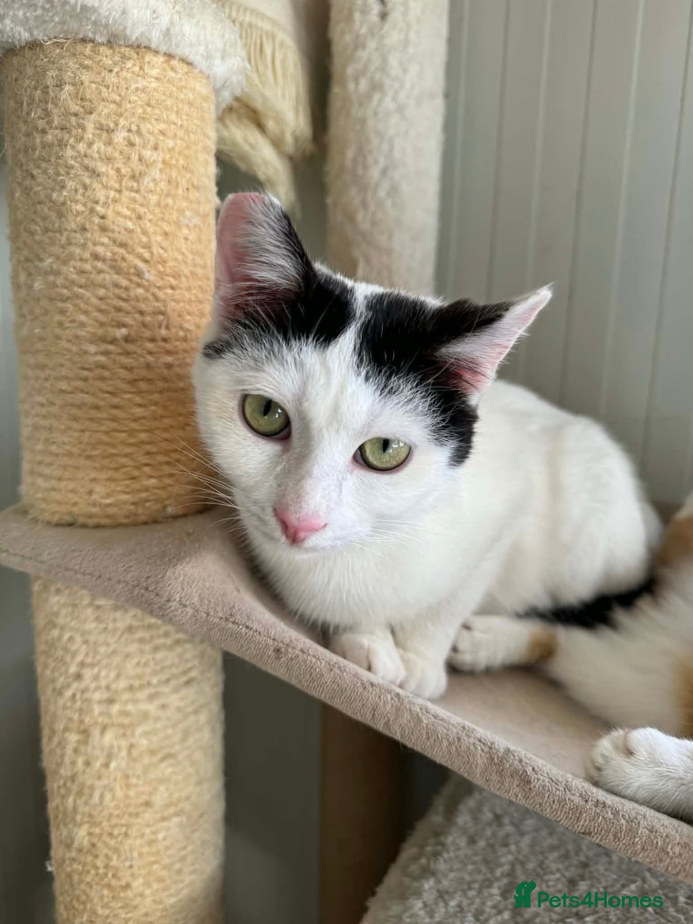 Mixed Breed cats Rune - Norwich Norfolk  - Advert 1