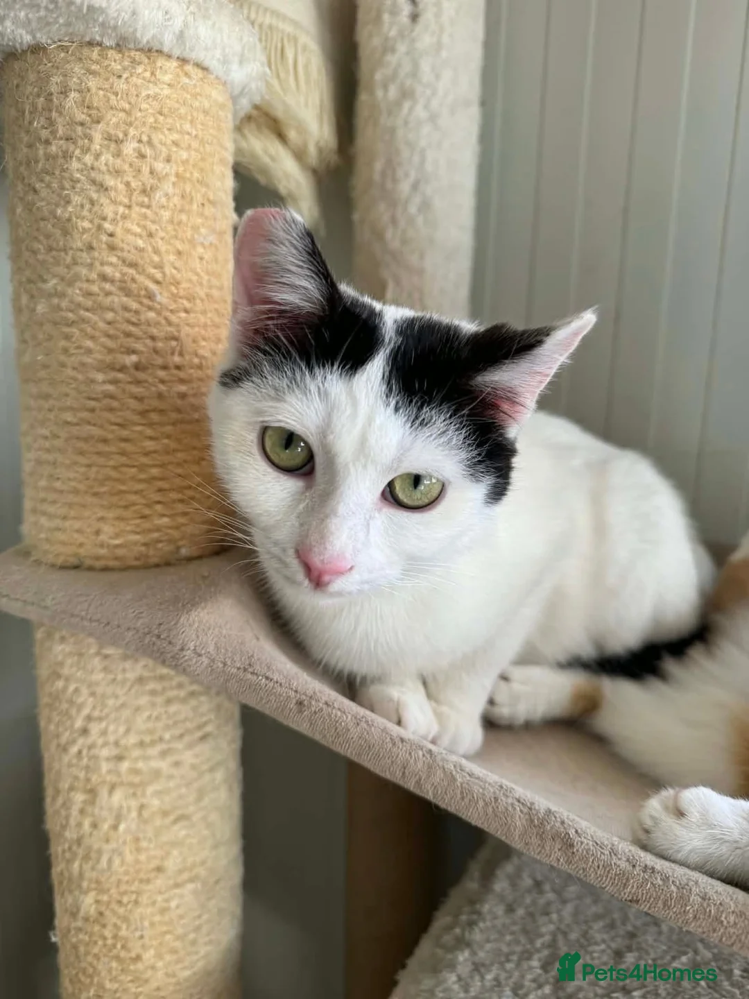 Mixed Breed cats for adoption: Rune - Norwich Norfolk  - Advert 1