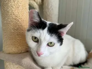 Mixed Breed cats Rune - Norwich Norfolk - Advert 1