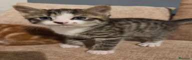 Domestic Shorthair 1