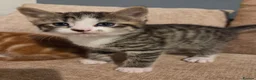 Domestic Shorthair cats for sale: Male kitten looking  new home - Advert 2