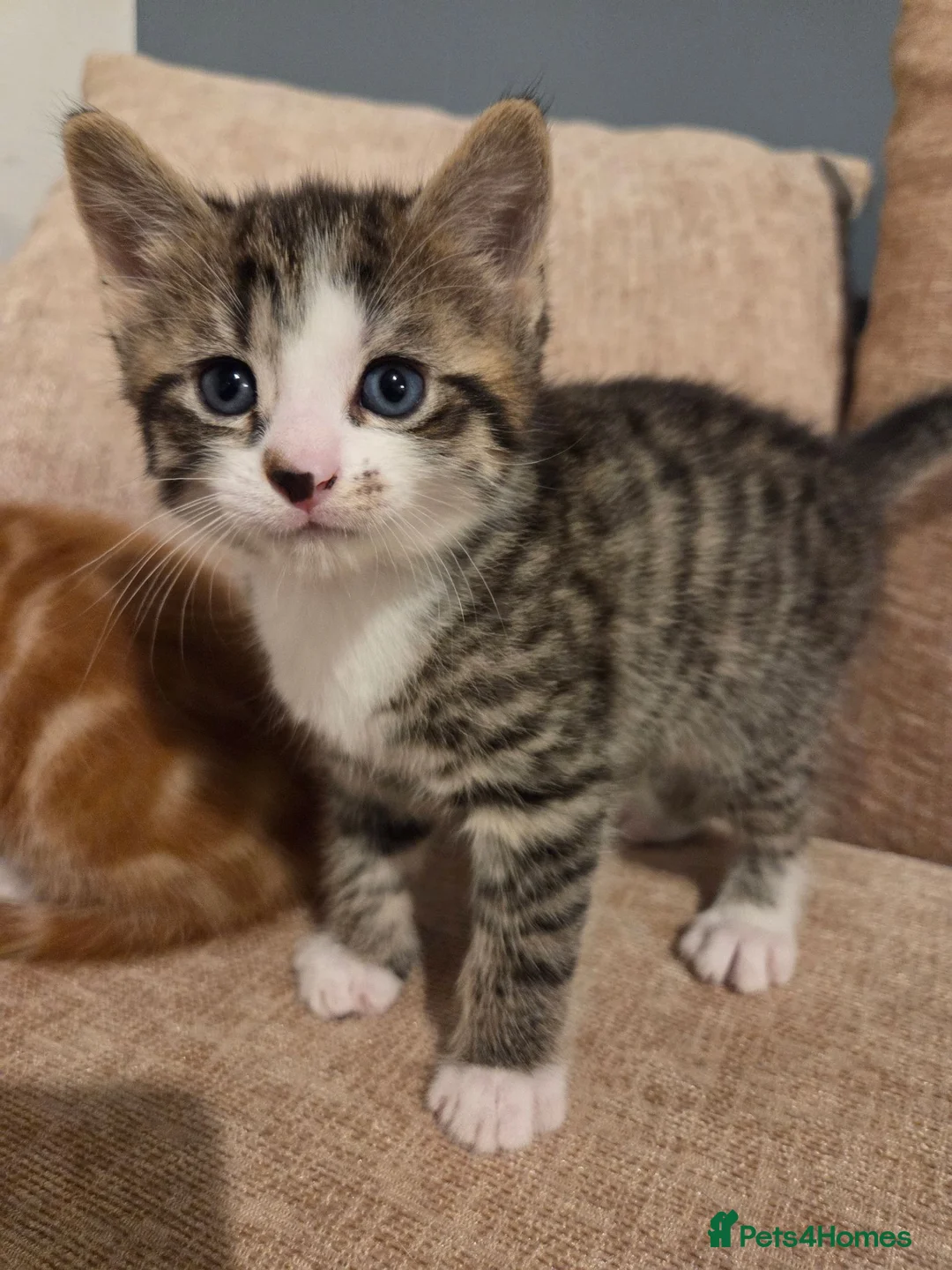 Domestic Shorthair cats for sale: Male kitten looking  new home - Advert 2