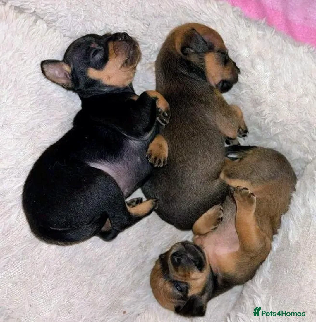 Mixed Breed dogs for sale: Minski-Pinski puppies in Camberley - Advert 8