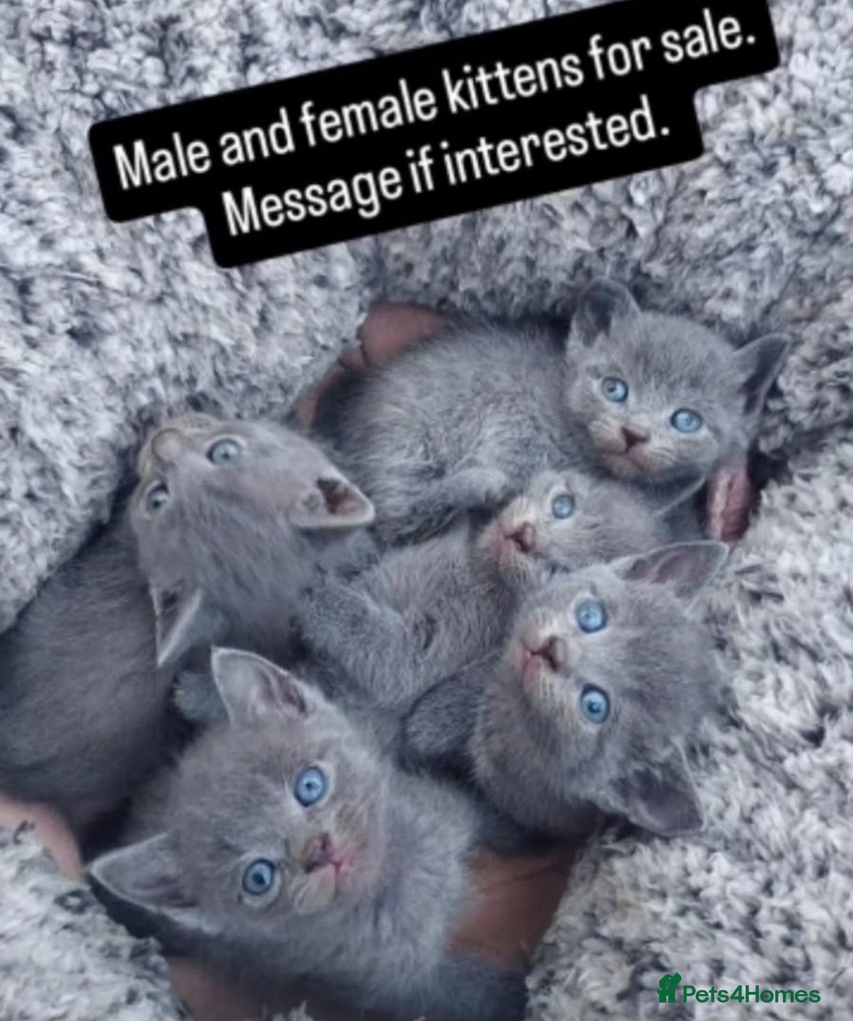 British Shorthair cats 6 British short hair kittens looking for a home!  - Advert 2