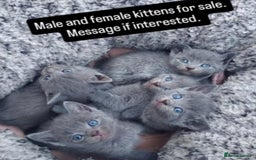 British Shorthair cats for sale: 6 British short hair kittens looking for a home!  - Image 1