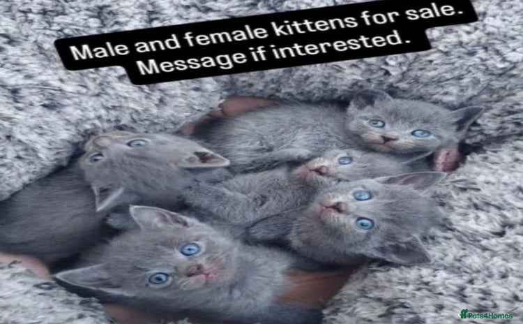 British Shorthair cats - Advert 1