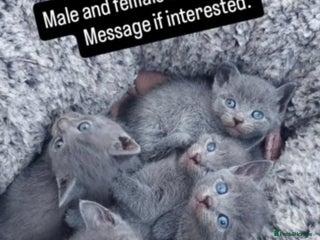 British Shorthair cats - Advert 2