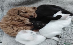 Cockapoo dogs for sale: Cockapoo female puppy  - Image 13