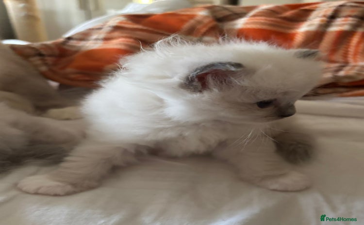 Ragdoll cats - Advert 1