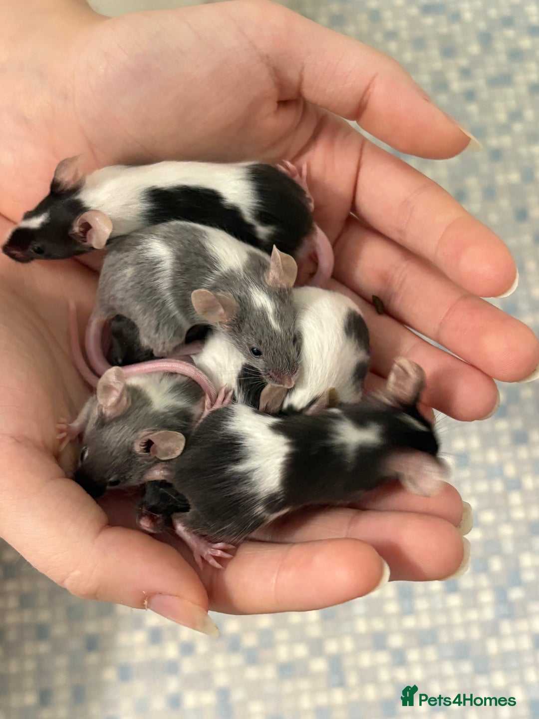 Mouse rodents for sale: Baby mice males and females  in Honiton - Image 14