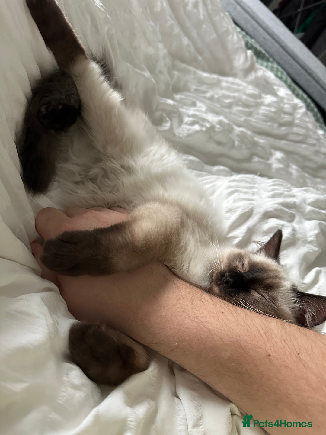 Ragdoll cats for sale: Ragdoll male Kittens For Sale - Advert 4