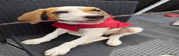 Mixed Breed dogs for sale: Beautiful mastiff puppies - Advert 8