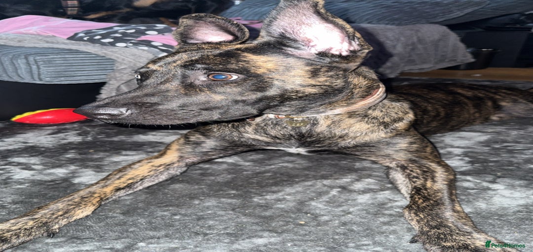 Gallery Image {{count}}