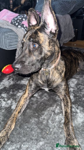 Gallery Image {{count}}