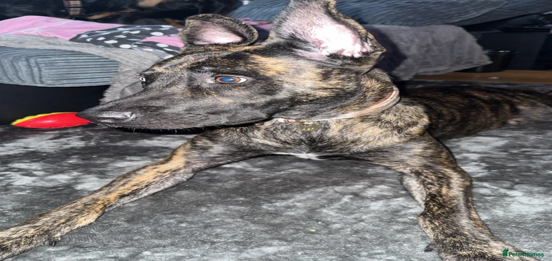 Gallery Image {{count}}