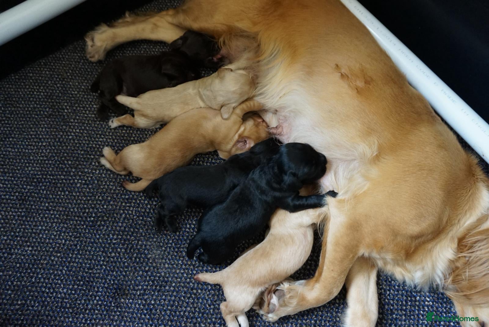 Cocker Spaniel dogs for sale: Cocker Spaniel puppies in Diss - Advert 20