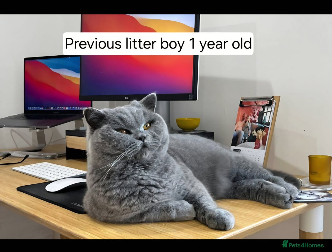 British Shorthair cats for sale: Tica Registered Blue British Shorthair kittens - Image 24