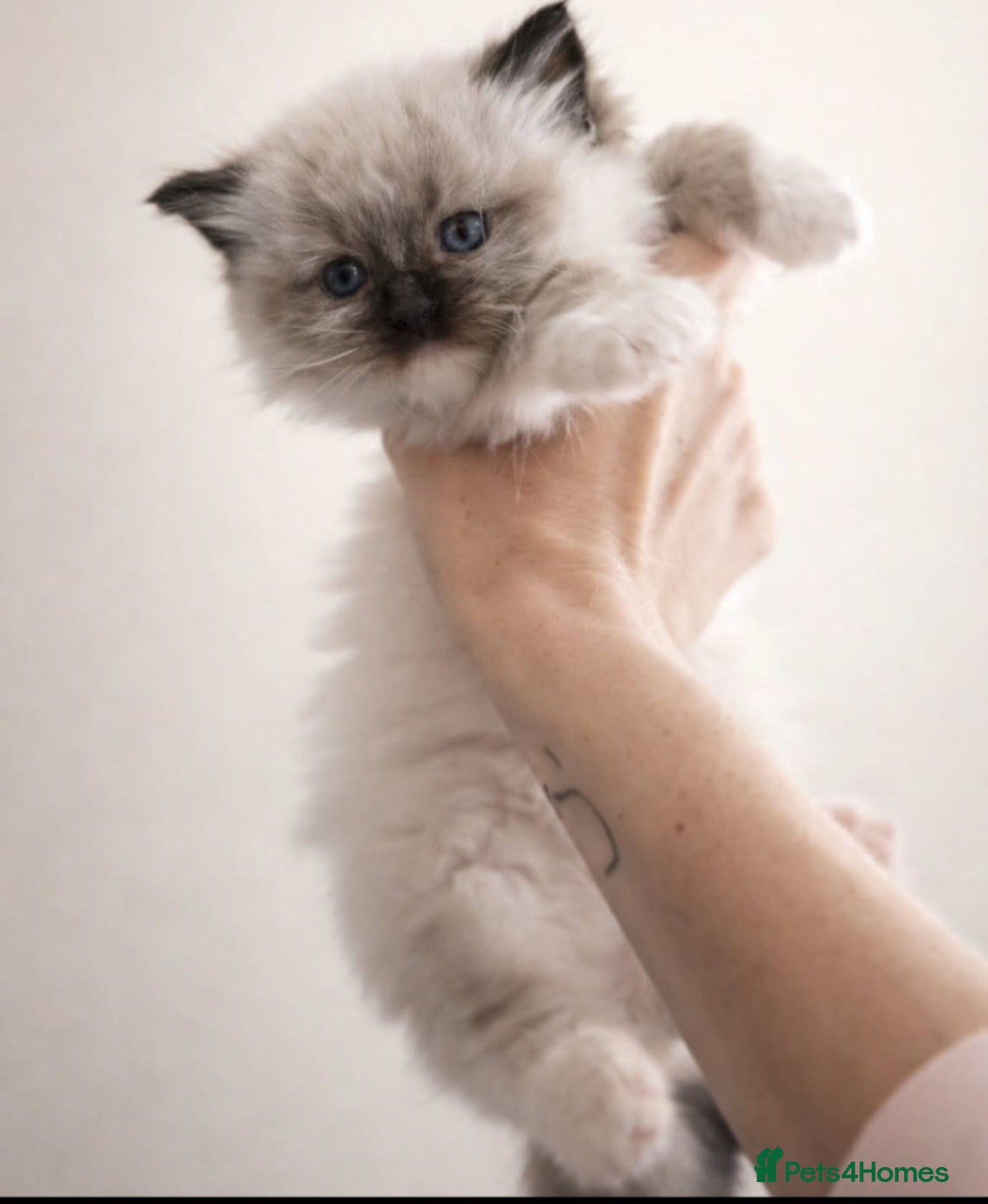Ragdoll cats Double grandchampion line seal point and mitted  - Advert 13