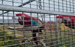 Macaws birds for sale: Proven breeding pair of Greenwing Macaws - Image 4