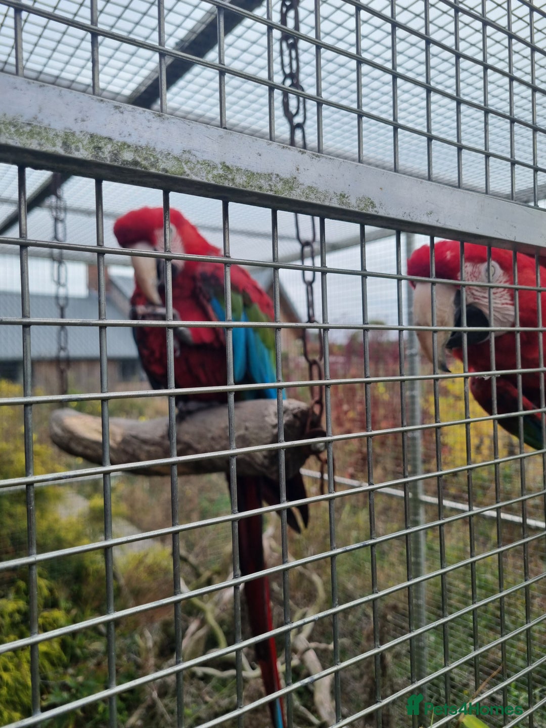 Macaws birds for sale: Proven breeding pair of Greenwing Macaws - Image 4