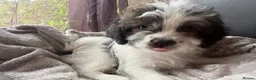 Mixed Breed dogs for sale: Cockapoo x  in Snodland - Advert 4