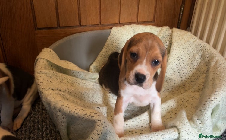 Beagle dogs - Advert 5