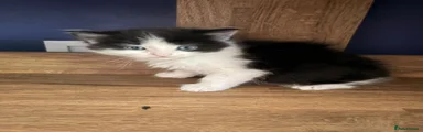 Mixed Breed Kitten 1