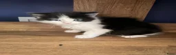 Mixed Breed cats for sale: 3 beautiful kittens for sale £300 - Advert 9